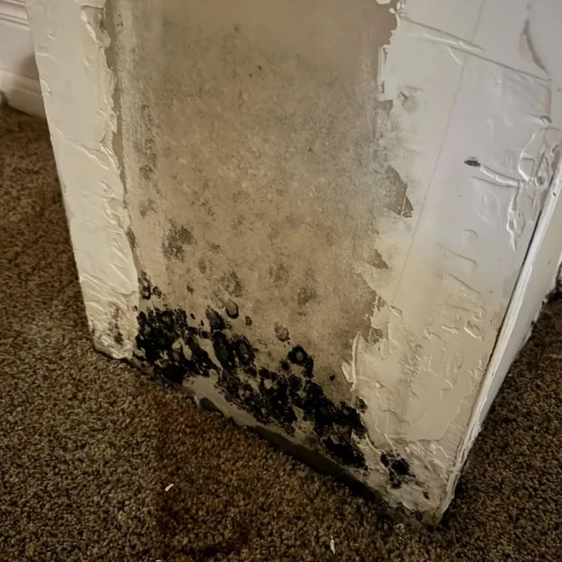 Professional Mold Removal in Lawrence County, IL